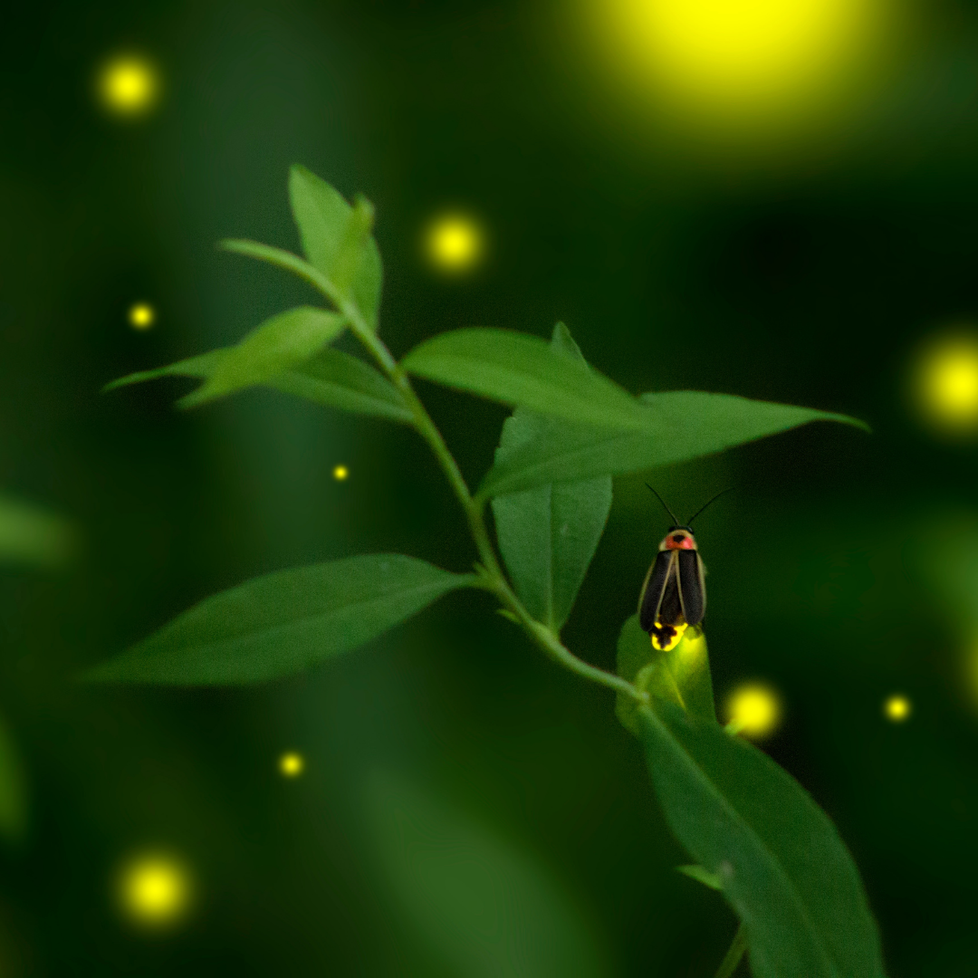 Image of a glowing firefly sitting on a green leaf, surrounded by the yellow flashes of other fireflies in the distance.